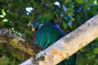 Quetzal Close-up  