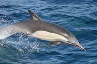 long-beaked common dolphin, leaping out of water