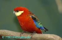 Platycercus eximus ssp