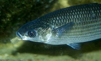Thicklipped Mullet Chelon labrosus