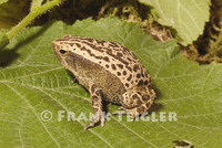 : Kalophrynus pleurostigma; Black-spotted Narrow-mouthed Frog