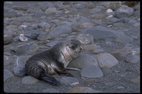 : Arctocephalus gazella; Antarctic Fur Seals