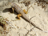 : Sceloporus zosteromus; Baja California Spiny Lizard
