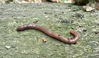 : Eisenia lucens