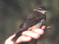 Dusky Warbler, Phylloscopus fuscatus