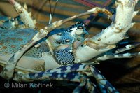 Panulirus ornatus - Ornate spiny lobster