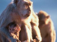 photograph of long-tailed macaque : Macaca fascicularis