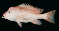 Lutjanus sanguineus, Humphead snapper: fisheries, gamefish, aquarium
