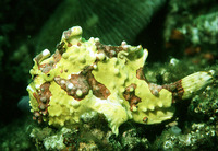 Antennarius maculatus, Warty frogfish: aquarium