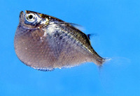 Thoracocharax securis, Giant hatchetfish: aquarium