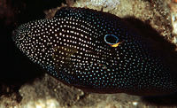 Calloplesiops altivelis, Comet: aquarium