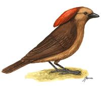 Image of: Amblyornis macgregoriae (MacGregor's bowerbird)