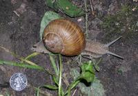 Image of: Helix pomatia (escargot)