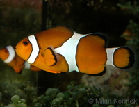Amphiprion percula - Blackfinned Clownfish