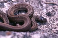 Image of: Storeria dekayi (Dekay's brown snake)