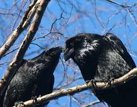 Common Raven in courtship display. Note the raised feathers above the eyes on the male to the ri...