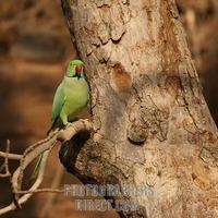 Ring Necked Parakeet in India stock photo