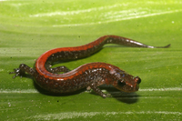 : Plethodon sherando; Big Levels Salamander