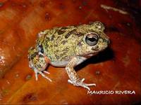 : Pleurodema brachyops; Colombian Four-eyed Frog