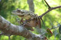 : Scinax fuscovarius