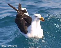 : Larus pacificus; Pacific Gull