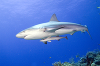 : Carcharhinus perezi; Caribbean Reef Shark