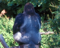 : Gorilla gorilla gorilla; Western Lowland Gorilla