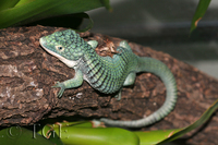 : Abronia graminea; Arboreal Alligator Lizard