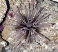 : Echinothrix calamaris
