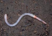 : Macnabodrilus macnabi; Earthworm