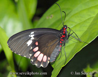 Papilio cleotas
