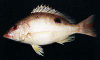 Lutjanus synagris, Lane snapper: fisheries, gamefish, aquarium