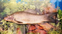 Labeo senegalensis, : fisheries