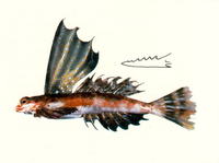 Synchiropus rameus, High-finned dragonet:
