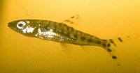 Microstomatichthyoborus katangae, :
