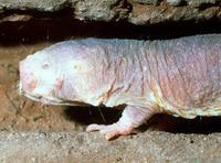 Image of: Heterocephalus glaber (naked mole rat)
