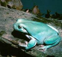 Image of: Litoria caerulea (dumpy treefrog)