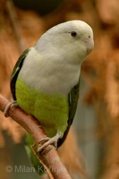 Agapornis cana - Grey-headed Lovebird