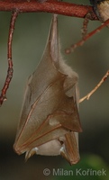Epomophorus gambianus - Gambian Epauletted Fruit Bat