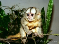 Aotus azarai boliviensis - Bolivian Night Monkey