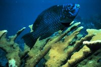Scarus coelestinus - Midnight Parrotfish