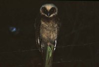 Brown Wood-Owl - Strix leptogrammica
