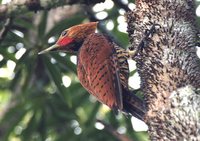 Ringed Woodpecker - Celeus torquatus