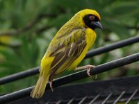 Southern Masked-Weaver - Ploceus velatus