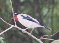 ...Cherry-throated Tanager, Nemosia rourei, NEOTROPICAL ATL�NTICO V.1 N.2 JAN/FEV/MAR�. 2000, ORIGI