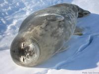 Snoozing Weddell seal in East Bay