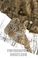 Bobcat ( Lynx rufus ) Montana USA stock photo