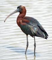 glossy ibis .jpg (66872 bytes)
