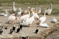 ...Great White Pelican (Pelecanus onocrotalus), Pink-backed Pelican (Pelecanus rufescens), and Grea