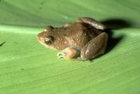 : Phrynobatrachus leveleve; Sao Tome Puddle Frog